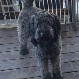 Milli - Goldendoodle