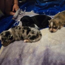Tetris - Fawn and white male Chihuahua puppy in Springfield, Missouri from Carly Parker