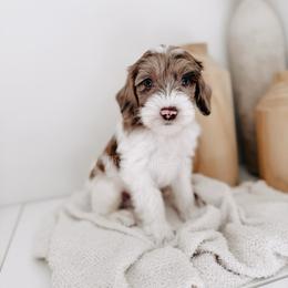 Golden Ring - 12 Days of Christmas - Merle male Goldendoodle puppy in Syracuse, Indiana from The Doodle Cove