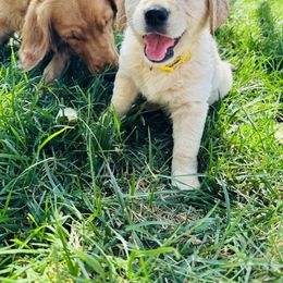 Golden Retriever Puppies from Paisley's Goldens