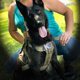 Belgian Malinois and Dutch Shepherds from Mercy Kennels
