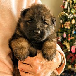 Wilma - Sable female German Shepherd puppy in Kingsley, Michigan from Legacy German Shepherds