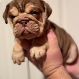 Jasper - Chocolate tri-color male Bulldog puppy in Fort Oglethorpe, Georgia from Jhuntfrenchies