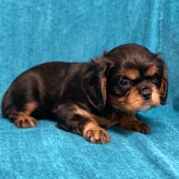 Cavalier King Charles Spaniel Puppies from Meyer's Cavalier