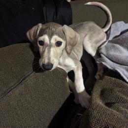 Saluki Puppies from Sahar Paz Salukis