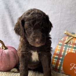 "Jelly Bean" - Goldendoodle puppy in Georgia from Garden City Doodles, LLC
