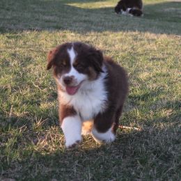 Andy - Red tri-color Miniature American Shepherd puppy in Lewistown, Ohio from Maple Lane Miniature American Shepherd
