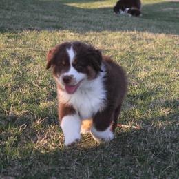 Andy - Red tri-color Miniature American Shepherd puppy in Lewistown, Ohio from Maple Lane Miniature American Shepherd