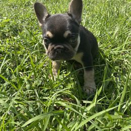 French Bulldog Puppies from Hershe Kennel