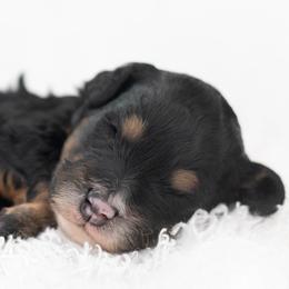 Bernedoodles and Goldendoodles from Darcy Lee's Designer Doodles