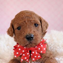 Miss Red - Red  female Goldendoodle puppy in Greenwood, Louisiana from GoldenFido