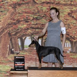 Padme - Manchester Terrier