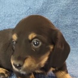 Dachshunds from Royce's Dashshunds