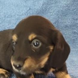 Dachshunds from Royce's Dashshunds