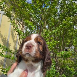 Sierra - Liver and white male English Springer Spaniel puppy in Hephzibah, Georgia from Sidel's Springers
