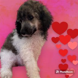 Poodle Puppies from Paddock's Purebred Poodles