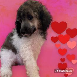 Poodle Puppies from Paddock's Purebred Poodles