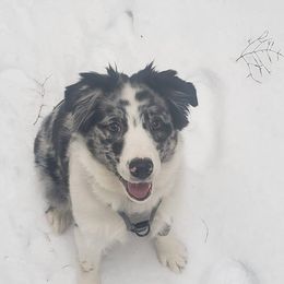 Australian Shepherd Puppies from Spirited Aussies