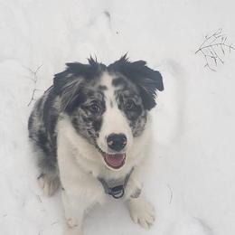 Australian Shepherd Puppies from Spirited Aussies