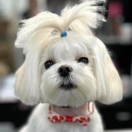 Sugar - Maltese