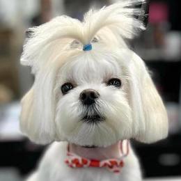 Sugar - Maltese