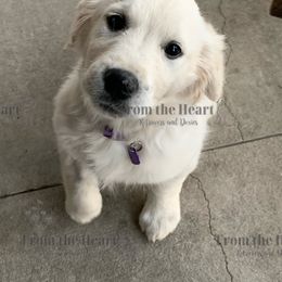 Dachshund and Golden Retriever Puppies from From the Heart Retrievers and Doxies