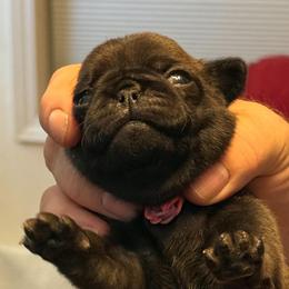Purple and Pink - Silver female Pug puppy in Salem, Oregon from Loda's Pugs
