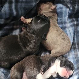 French Bulldog Puppies from Moo's Homestead