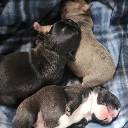 French Bulldog Puppies from Moo's Homestead