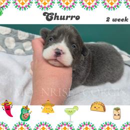 Churro - Gray and white female American Corgi puppy in Mansfield, Ohio from Moonrise corgis