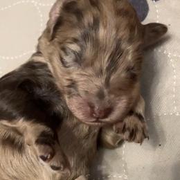 Trixie - Chocolate merle female Bernedoodle puppy in Williston, Florida from Tera Caldwell