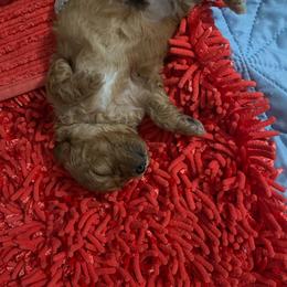 Redmond - Red  male Poodle puppy in Lexington, Tennessee from Jm’s Precious Poodles