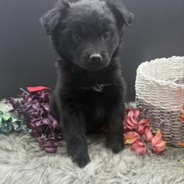 Miniature Australian Shepherd puppies from Country Legends Aussies & Corgis