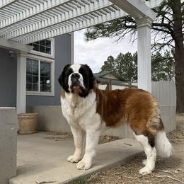 Saint Bernard puppies from Thunder Keg St. Bernards