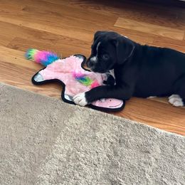 Boxer Puppies from SmashBox Kennel