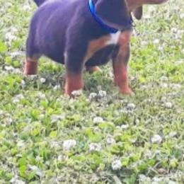 Beagle Puppies from Rajun Cajun Kennels