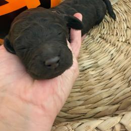 Bonbon - Chocolate female Goldendoodle puppy in Lexington, North Carolina from Southern Grace Acres