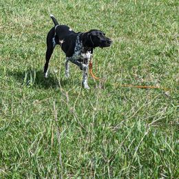 Raven - German Shorthaired Pointer