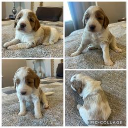 Cream and Red Parti Girl - Parti female Goldendoodle puppy in Lancaster, South Carolina from Silver Hill Farm SC
