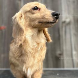 TinkerBelle - Dachshund