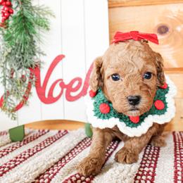 Merry - Red  female Goldendoodle puppy in Antlers, Oklahoma from Rocking H