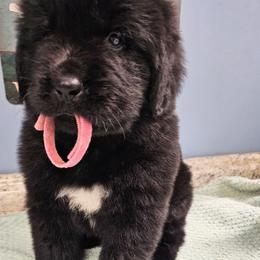 Mistletoe - Black female Newfoundland puppy in Ohio from Vermillion Newfoundlands