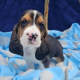 Beans - Black white and brown female Basset Hound puppy in Big Rapids, Michigan from Basket Hound Bassets