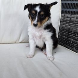 Herbert - Black white and tan male Shetland Sheepdog puppy in Middleburg, Pennsylvania from Willow Tree Berners