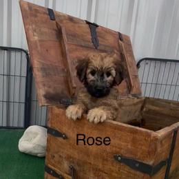 Rose maroon collar - Red female Whoodle puppy in Pima, Arizona from Schmidt's K9s