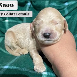 Bernedoodle and Goldendoodle Puppies from Lyon and Luna Goldendoodles Bernedoodles