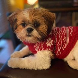 Shih Tzus and Yorkshire Terriers from Steel Blue Diamond Kennel