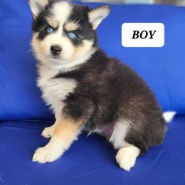 Pomsky Puppies from Shoreline Pomskies