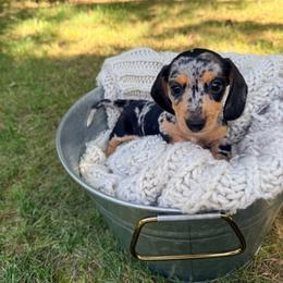 Girl 1 - Dapple female Dachshund puppy in Crossville, Tennessee from Golden Mini Farm