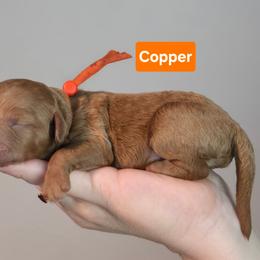 Copper - Apricot male Goldendoodle puppy in Summerville, South Carolina from Channys Doodles